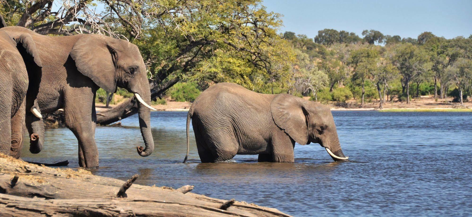 Thebe River Safaris Касане Экстерьер фото